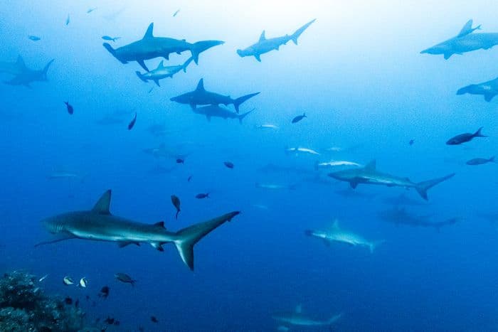 Shark Bay Diving Galapagos