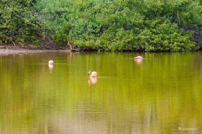 Rábida: A walk on Rabida Island - seaman journey galapagos cruise - gal0176
