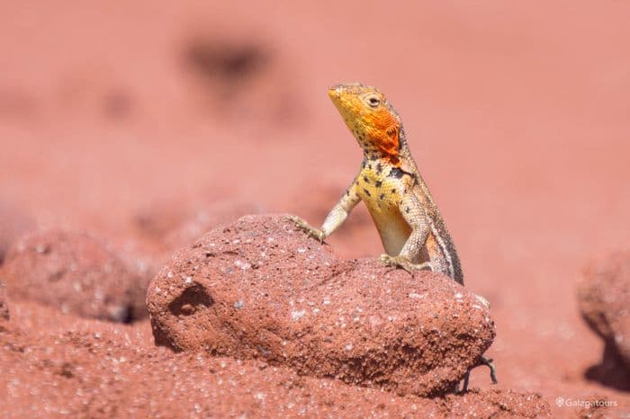 Rábida: A walk on Rabida Island - seaman journey galapagos cruise - gal0176